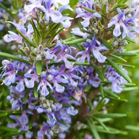 Rosemary Flower: Botany, Medicine, and Gastronomy Champion