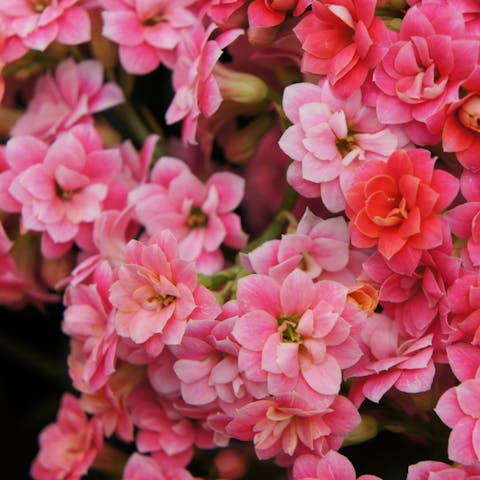 Missouri State Flower: History, Description And General Planting Steps