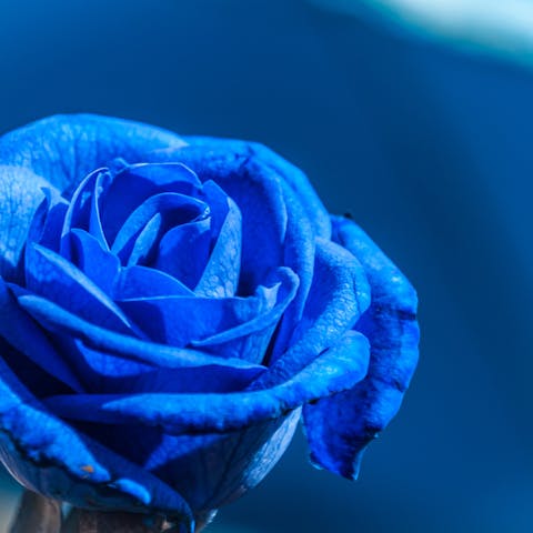Blue Rose Meaning: Learning More About it