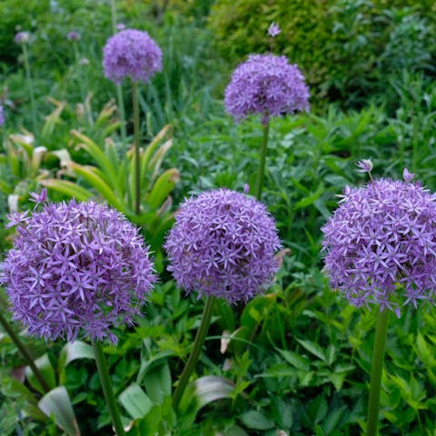 What are the Most Popular Flowers? We Have the Answer
