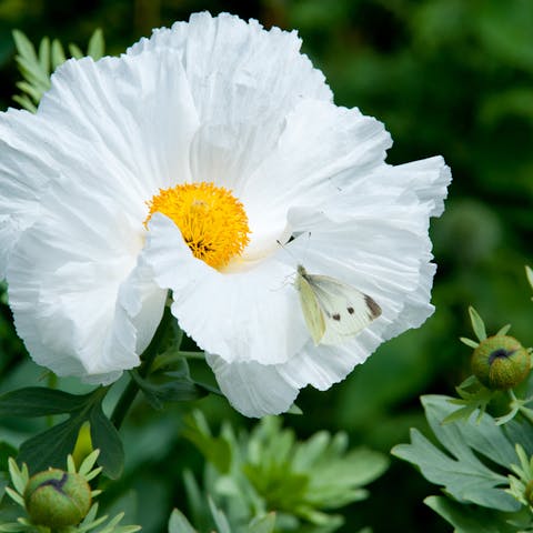 Hawaii Flowers are a Romantic Part of the Aloha State