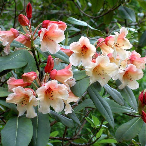 Common Types Of Flowers Have Multiple Shapes And Meanings