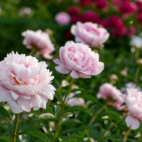 Enjoy The Special Peonies Season And The Blooms of Its Flowers