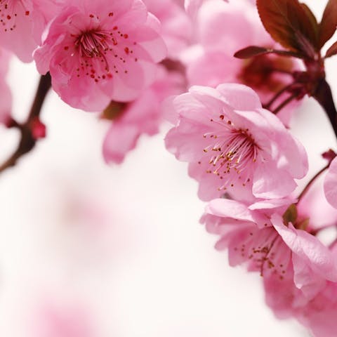 Peach Blossom Announces a Flowering Spring