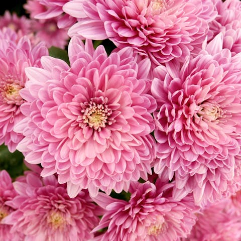 The Chrysanthemum Meaning Is Deep and Full of Emotions