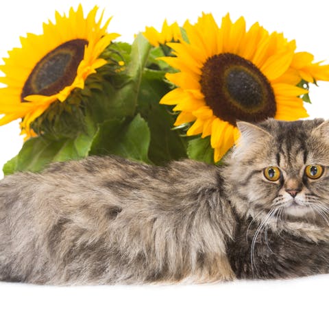 Flowers Safe For Cats Are Easy To Find