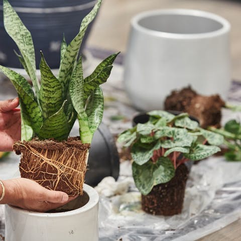 Snake Plant Care: the Evergreen Mother-in-law’s Tongue