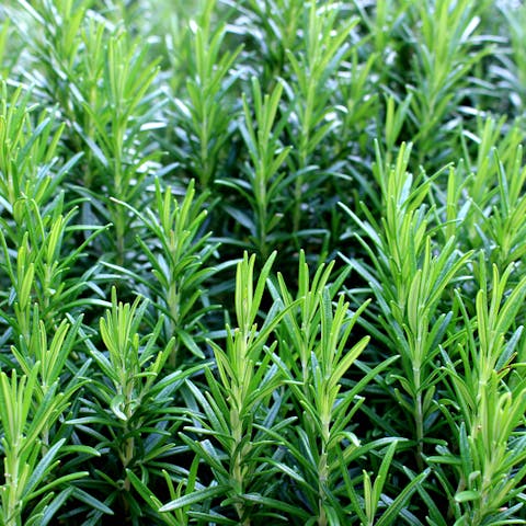 Rosemary Plant: A Tasty Evergreen Herb
