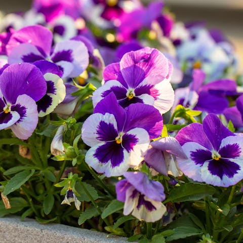 Flowers and their Meanings
