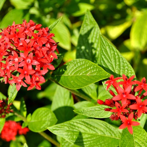 Get Yourself a Trip by Planting Egyptian Flowers