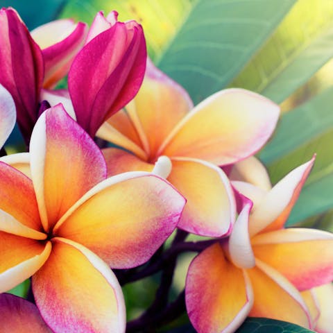 Getting to Know the Frangipani Flower