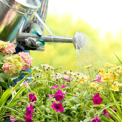 Few Tips on How to Bring Your Flowers Back to Life like a Legendary Phoenix
