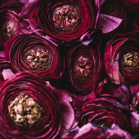 Nature Is Full of Wonderful Dark Purple Flowers
