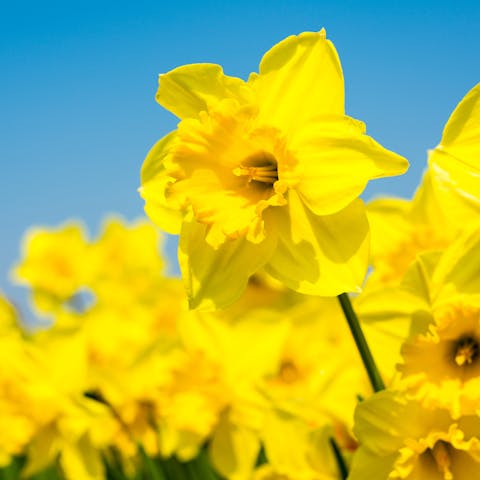 Daffodils: All You Want to Know About this Popular Flower