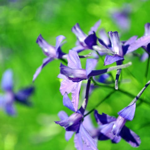 Larkspurs for Learners and Beginners
