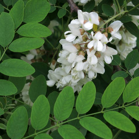 Acacia Flower – The Australian Treasure