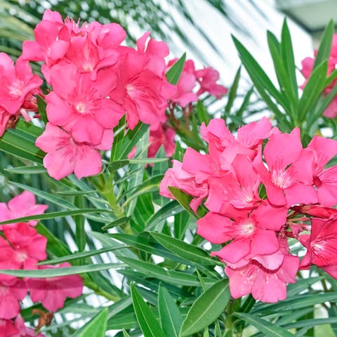Oleander Flower : The Toxic Beauty