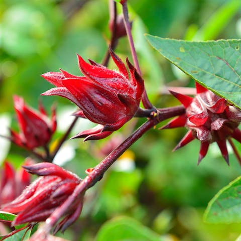 Jamaica Flower Meaning: The Medicinal Beauty