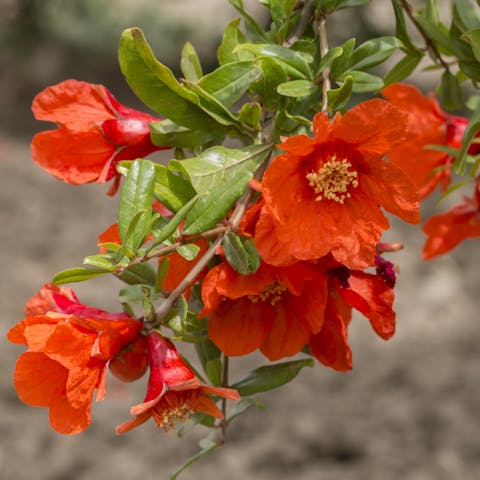 Pomegranate Flower: A Bright Fragrance