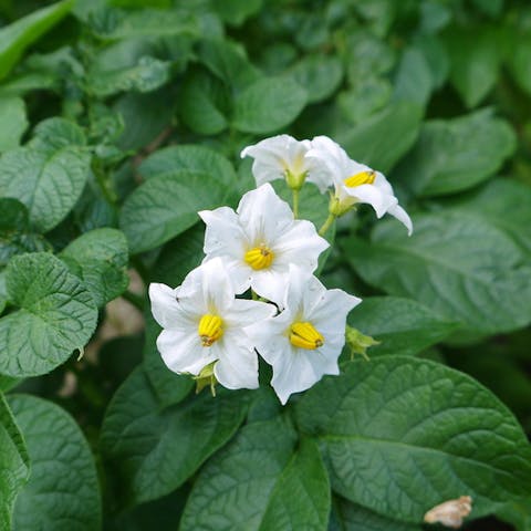 Potato Flower: One of the Most Consumed Root Vegetables
