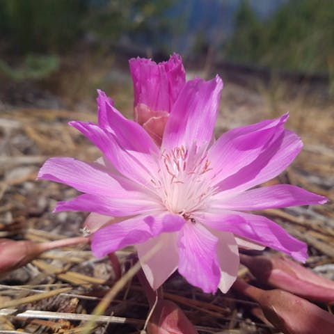 Montana State Flower Is a Low-growing Perennial That Spreads in Loose Sand and Hard Places
