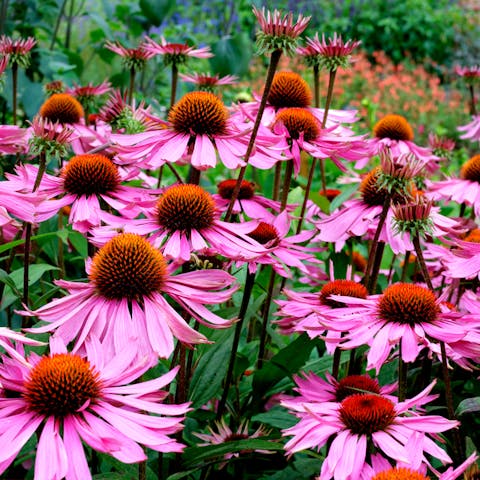 Echinacea: The Therapeutic Beauty