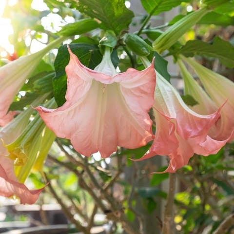 Datura Flower: The Poisonous Beauty