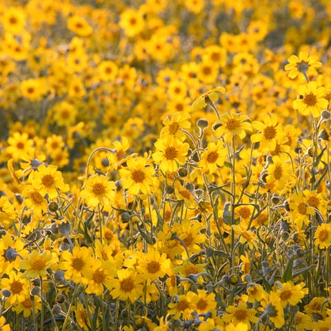 California Flower: The Beautiful Californian Symbol