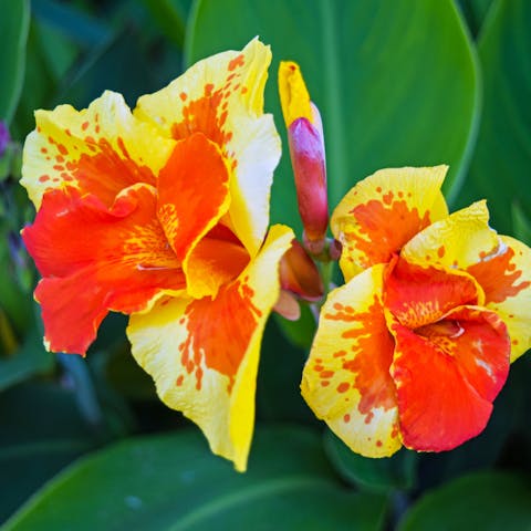 The Canna Flower Is a Beautiful Tropical Plant That Offers Bright Flowers in Summer