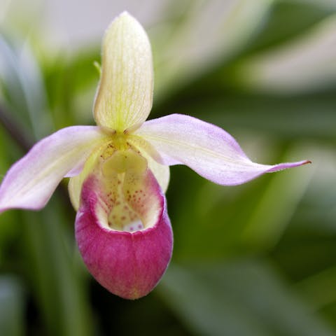 The Minnesota State Flower Is a Spectacular Terrestrial Orchid That You Can Easily Plant in Your Garden
