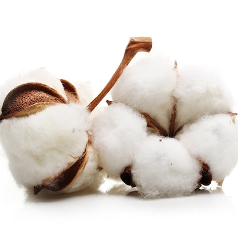 The Cotton Flower – The Fluffy Plant