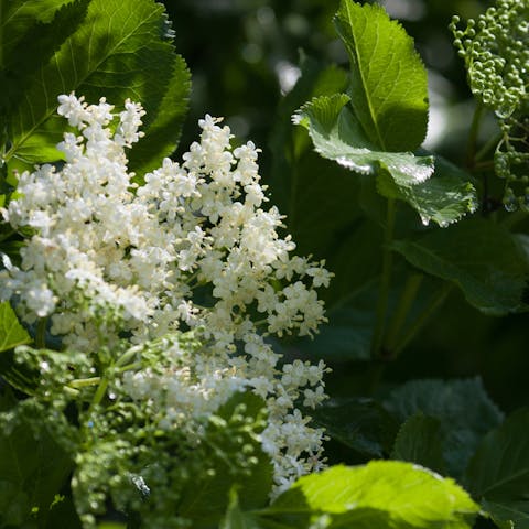 Elder Flower: The Tasty Bloom
