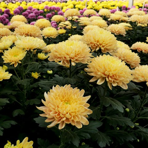 Chrysanthemum: Welcome the Holiday Season with this Beautiful November Flower