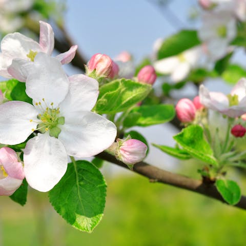 Apple Blossom: Michigan State Flower – Fragranced Beauty