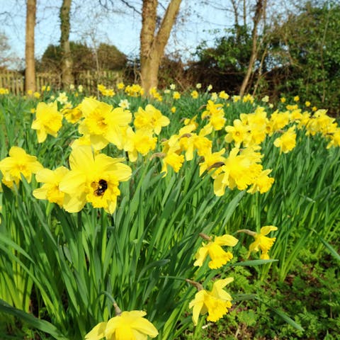 Glorious Daffodil: The Beautiful March Flower