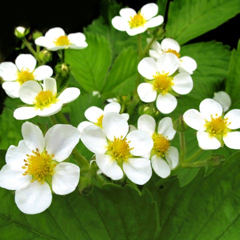 Strawberry Flowers meaning: beauty and joy
