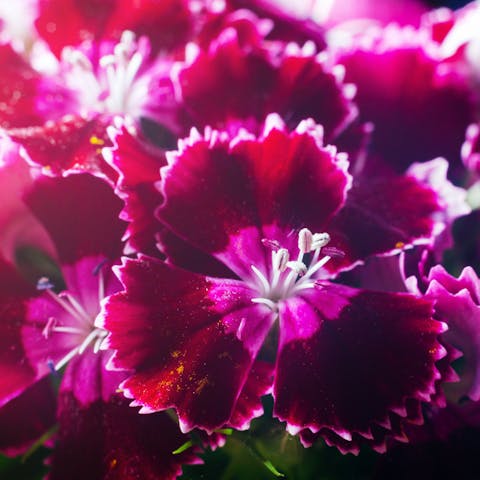 A Beginner’s Guide to Growing Carnations