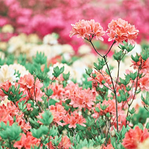 Enjoy the Beautiful Rhododendron Flower in Your Home’s Garden