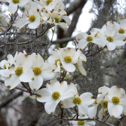 The North Carolina State Flower Is a Decorative Plant That Deserve a Place in Every Garden