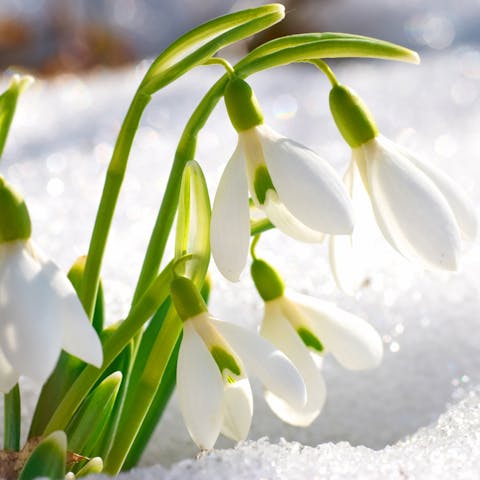 The Snowdrop, the January Flower, Symbolizes Consolation, Purity and Innocence