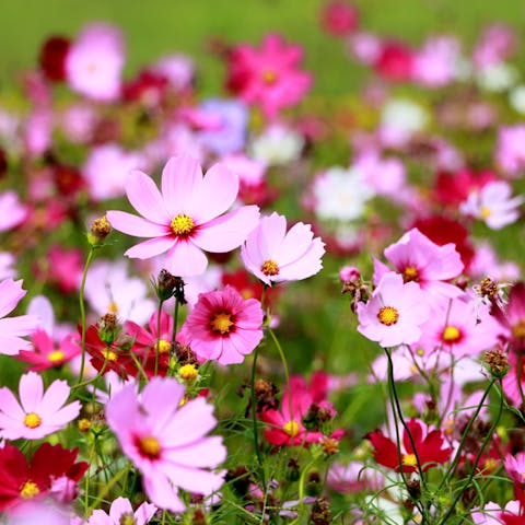 Cosmos Flower: The Flower Anyone Can Grow