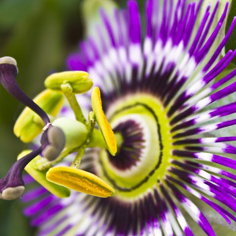 The Purple Passion Flower Offers Magnificent and Brightly Colored Flowers