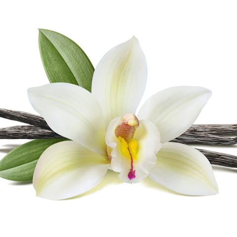 The Vanilla Flower: They Require Investment but It’s Worth It