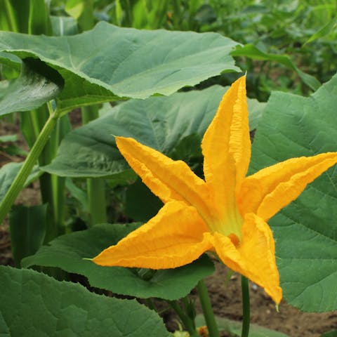 Pumpkin Flower: Everything You Need to Know About
