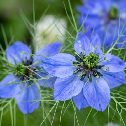 The Nigella Flower Is an Annual Ornamental Plant That Offers Beautiful Colors and Brings a Refined Flowering