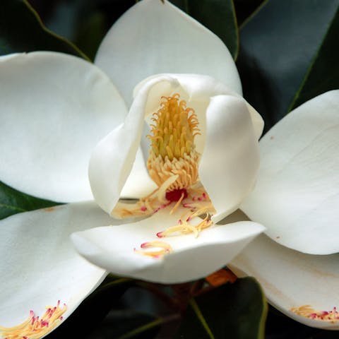 Louisiana State Flower: Magnolia Is the Symbol of Strength