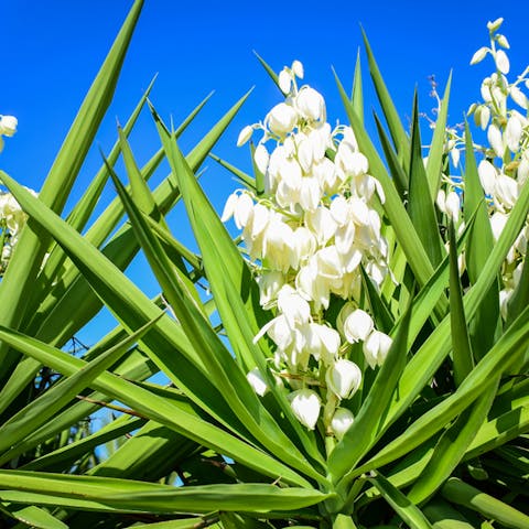 Yucca Flower Is The New Mexico State Flower