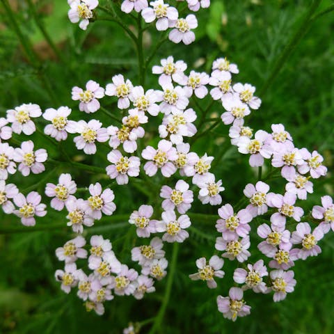 Uncovering the Alaska State Flower