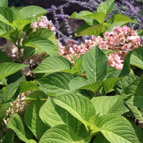 Massachusetts State Flower: Mayflower a Disappearing Beauty