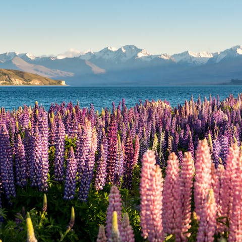 Lupin Flower: A Beautiful Bloom That Comes with a Bite